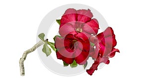 Desert rose flower isolation