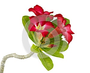 Desert rose flower isolation
