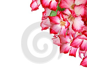 Desert rose isolation.