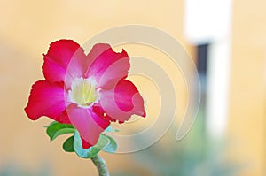 Desert rose flower