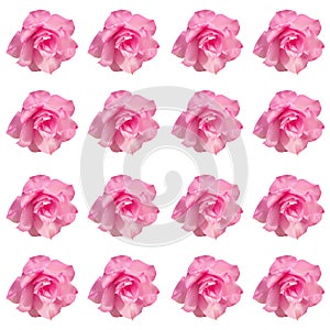 Desert rose flower on white