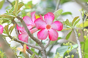 Desert Rose Flowers