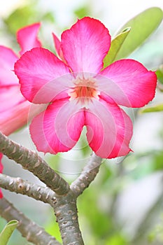 Desert Rose Flowers