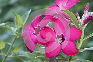 Desert Rose Flowers