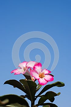 Desert Rose flowers blue background