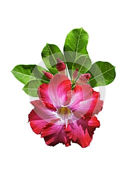 Desert rose flowers with green leaf isolated