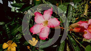 Desert rose flowers in a lonely atmosphere garden Desert rose, Mock Azalea, Pinkbignonia, Impala lily