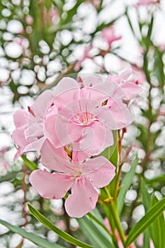 Desert Rose Flowers in Thai, Thailand