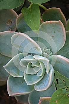 DESERT ROSE IN A GARDEN