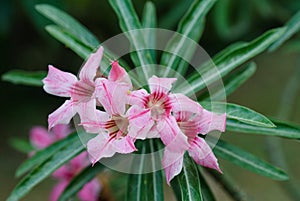 Desert Rose and Impala Lily.