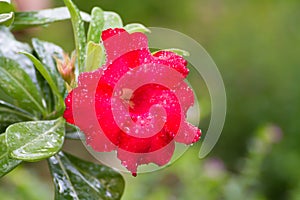 Desert Rose or Impala Lily