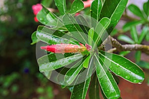 Desert Rose,Impala Lily