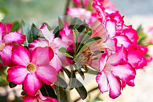 Desert Rose; Impala Lily; Mock Azalea