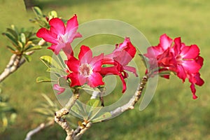 Desert Rose