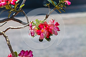 Desert rose or Impala Lily or Mock Azalea flower