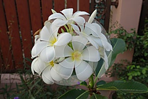 Desert Rose or Impala Lily