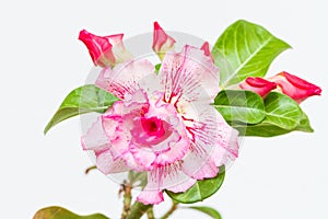 Desert rose or Impala lily