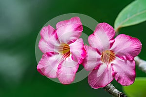 Desert Rose or  Pinkbignonia or Impala lily , beautiful pink flowers with green blur background in garden,