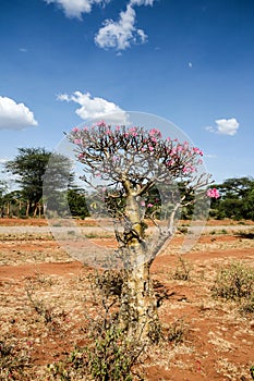 Desert rose, pretty and rare plant