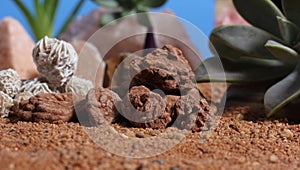 Desert Rose Rocks With Quartz Crystals on Australian Red Sand
