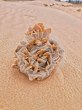 Desert rose in Sahara desert of Algeria
