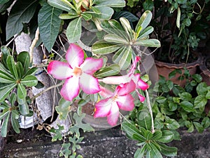 Desert Rose star shaped five petals of pink and white flower bloom in clay pot on green bush garden yard background