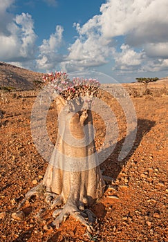 Desert rose tree, Socotra Island, Yemen