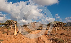 Desert rose tree, Socotra Island, Yemen