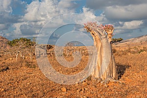 Desert rose tree, Socotra Island, Yemen