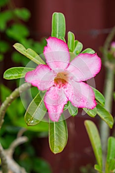 Desert Rose tropical flower