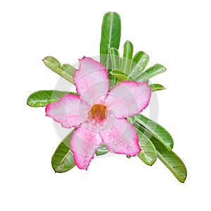 Desert Rose tropical flower with water drop. Isolated on white b