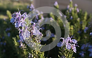 Desert Rosemary bush macro photo.