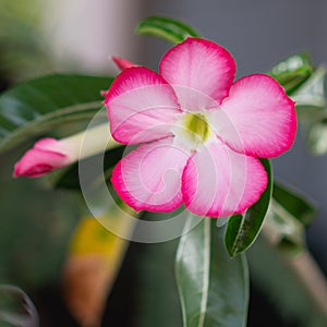 Desert roses, pink flowers, look beautiful,