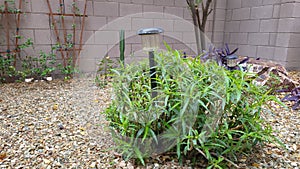 Desert Ruellia in Xeriscaped Yard on a Wet Chilly Winter Morning