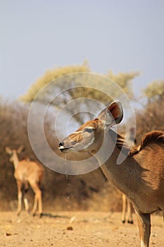 Desert's Diamonds - African Kudu Antelope