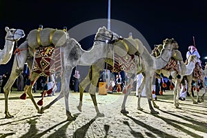 Desert safari camel ride festival in Abqaiq Dammam Saudi Arabia. January 4th Year 2019