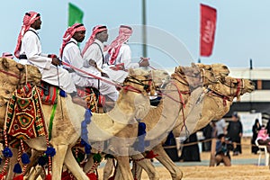 Desert safari camel ride festival in Abqaiq Dammam Saudi Arabia.This Photo was taken Month of January 4th Year 2020