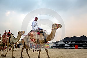 Desert safari camel ride festival in Abqaiq Dammam Saudi Arabia.This Photo was taken Month of January 4th Year 2020