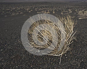 Desert Sage