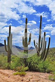 Desert Saguaro