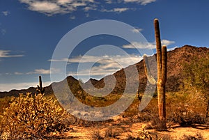 Desert Saguaro 35