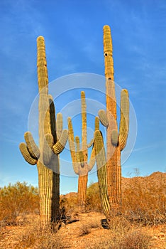 Desert Saguaro 49