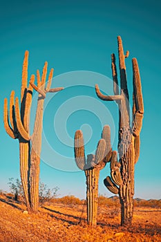 Desert saguaro cactus - family quite funny cactus tree photo