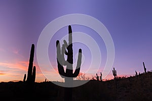 Desert Saguaro Sunset