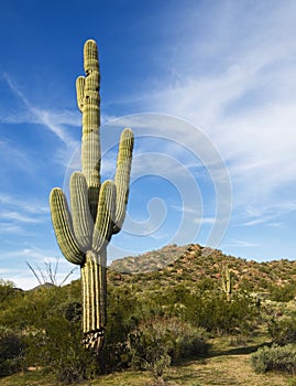 Desert saguaro tree with fluffy cloud sunset