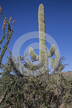 Desert Saguaros, Scottsdale