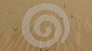 Desert sand dunes, sand grains, Corralejo Natural Park. Fuerteventura. Canary Islands