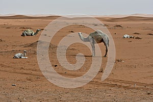 Desert sand and Free Camels, in the heart of Saudi Arabia on the way to Riyadh