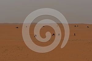 Desert sand in the heart of Saudi Arabia, camels are seen on the red sands eating the dry grass from the sandy grounds