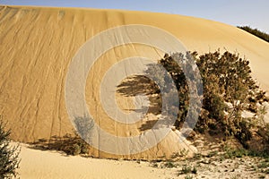 Desert Sand Pattern at Abqaiq Dammam Saudi Arabia photo